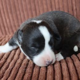 Bronze - Brindle and white male Cardigan Welsh Corgi puppy in Livermore, Colorado from Rowe Family