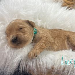 Lucy - Apricot female Goldendoodle puppy in Jonesboro, Arkansas from Honeysuckle Creek Goldendoodles