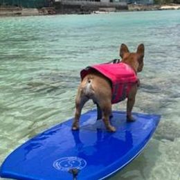 French Bulldogs from Audrey Boone's French Bulldogs