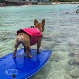French Bulldogs from Audrey Boone's French Bulldogs