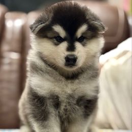 Mr Blue - Seal and white male Alaskan Malamute puppy in Giddings, Texas from Strong Water Malamutes