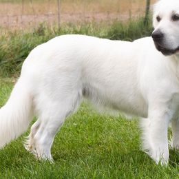 Scout - Golden Retriever