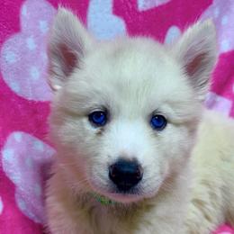 AKC Brittany - White female Siberian Husky puppy in Centreville, Maryland from Huskies By the Bay
