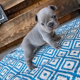 Tater - Blue female French Bulldog puppy in Lubbock, Texas from West Texas Dachshunds LLC