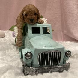 Cockapoo Puppies from Martin's Cockapoos