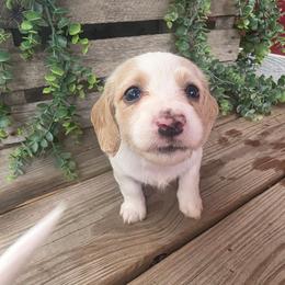 Honey - Piebald female Dachshund puppy in Grant, Michigan from Low Down Dashchuand