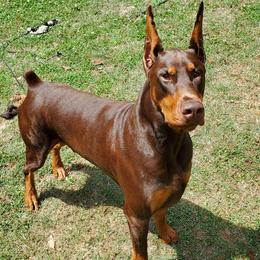 Doberman Pinscher All Grown Up from Hierarch Dobermans