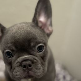 Boy 1 - French Bulldog puppy in Dallas, Texas from StaCCked Up Frenchies