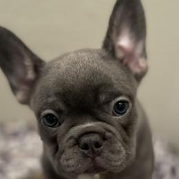 Boy 1 - French Bulldog puppy in Dallas, Texas from StaCCked Up Frenchies