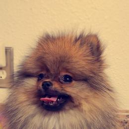 French Bulldog and Pomeranian Puppies from Purrs N Poms
