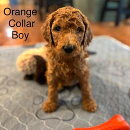 Orange Collar Boy - Red  male Poodle puppy in Grandview, Tennessee from FurEver Poodles