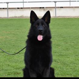 Romy - German Shepherd