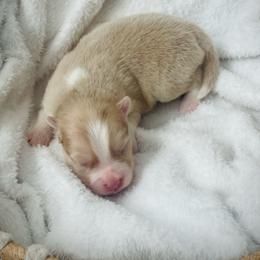 Santorini (Pet Only Contract) - Lavender male Pomsky puppy in Greenville, South Carolina from Thicketty Mountain Pomskies