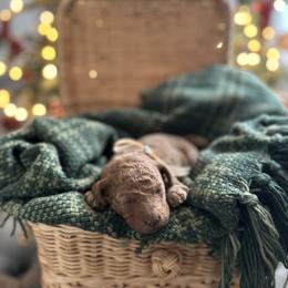 Poodle Puppies from Bruno & Co. Puppies