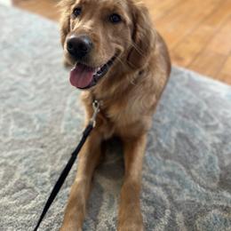 Golden Retriever puppies from Silver Pines Pups