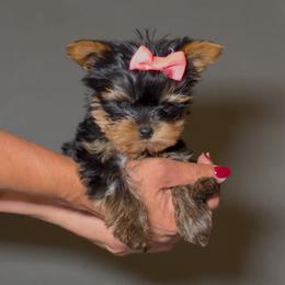 Annie - Black and gold female Yorkshire Terrier puppy in San Diego, California from BC Breeders Association