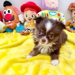 Porshe - Chocolate and white female Chihuahua puppy in Williamsburg, Virginia from PAWSitive Cheeky Chihuahuas