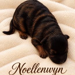 Noellenwyn - Black and red female German Shepherd puppy in Vintondale, Pennsylvania from Causey's Critters