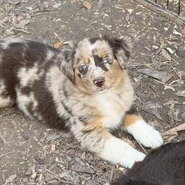Australian Shepherd Puppies from Shaina’s Shepherds