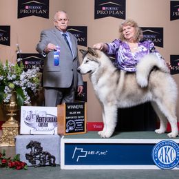 Alaskan Malamutes from Sno-Cub Alaskan Malamutes