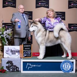 Alaskan Malamutes from Sno-Cub Alaskan Malamutes