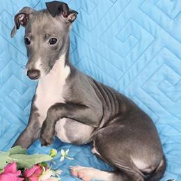 Must Have - White and blue male Italian Greyhound puppy in Cadwell, Georgia from All The DoDa Day Italian Greyhounds