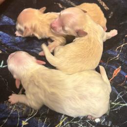 Maltipoo puppies from Maltipoo_vegas