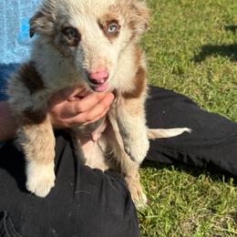 Panda - Red merle male Australian Shepherd puppy in Four Oaks, North Carolina from RoseWest Farms