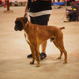 Merlin - Boxer