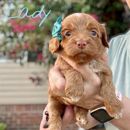 Lady - Red female Cockapoo puppy in Mocksville, North Carolina from Little Bear Doodles