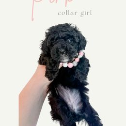 Pink Collar - Black female Goldendoodle puppy in Gilbert, Arizona from Desert Paws Doodles
