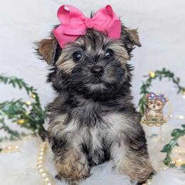 Briar - Black and gold female Morkie puppy in Barren Springs, Virginia from Seeking Shalom Acres Maltese, Maltipoos & Havamalts