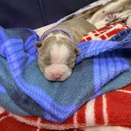 Biscuit - Lilac female Boston Terrier puppy in Monroe, Washington from Nordkyn Boston Terriers