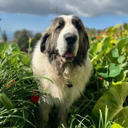 Pyrenean Mastiffs from Pu’uwai O Pokela Farm