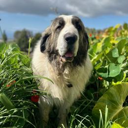 Pyrenean Mastiffs from Pu’uwai O Pokela Farm