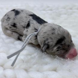 Gray Collar - Blue merle male Australian Shepherd puppy in San Marcos, California from Faith Family Freedom Farm