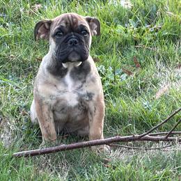 Frankie( we deliver ) - Fawn and brindle male Bulldog puppy in Seattle, Washington from mama Myra bulldogs