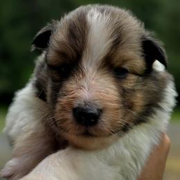Boy 2 - White and sable male Shetland Sheepdog puppy in Deer Island, Oregon from Conestoga Shelties