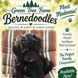 Madonna - Black and white female Bernedoodle puppy in Coventry, Rhode Island from Greene Tree Bernadoodle