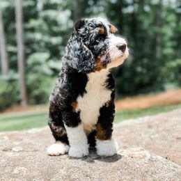 Bernedoodles and Bernese Mountain Dogs from Nova Valley Puppies