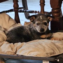 Sparkles - Blue speckled female Australian Cattle Dog puppy in Sneedville, Tennessee from JoAnn's Australian Cattle Dogs