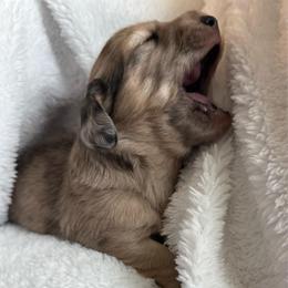 Benny - Dapple male Dachshund puppy in Jarrell, Texas from Blackfoot Dachshunds