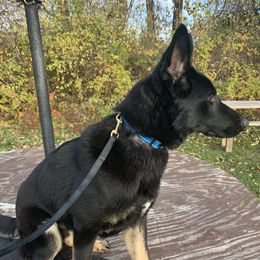 German Shepherd All Grown Up from Vom Stainherz kennels