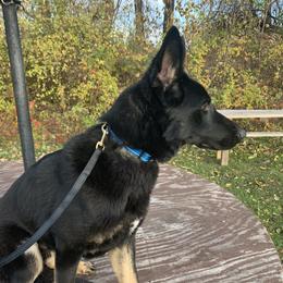 German Shepherd All Grown Up from Vom Stainherz kennels