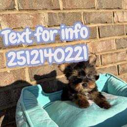 Boy 2 - Black and gold male Yorkshire Terrier puppy in Mobile, Alabama from Ace of Spades Yorkies