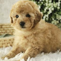 Fredrick - Red  male Poodle puppy in Etna Green, Indiana from Perfect Match Poodles