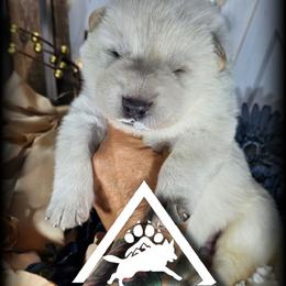 Artemis - White male German Shepherd puppy in Sequim, Washington from German Shepherd Haus