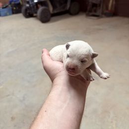 Boy 2 - Blue speckled male Australian Cattle Dog puppy in Hurley, Virginia from BoardCamp Kennels-AKC Australian Cattle Dogs