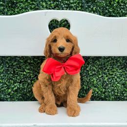 Bella's Red Boy - Red  male Goldendoodle puppy in Kountze, Texas from Texas Doodles LLC