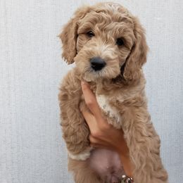 Goldendoodle Puppies from Hartman Goldendoodles